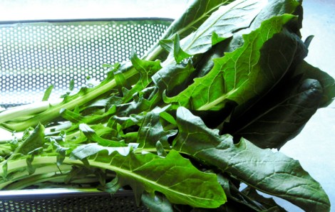 DSC_3761 dandelion  blog
