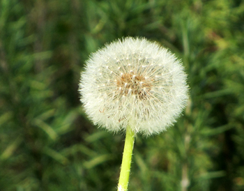 IMG_3603 dandelion-make a wish smaller ls