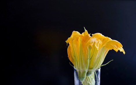 Zucchini Blossom