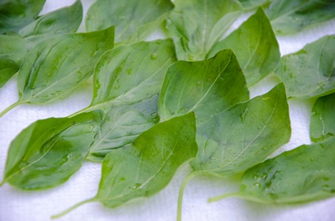 Basil to blot
