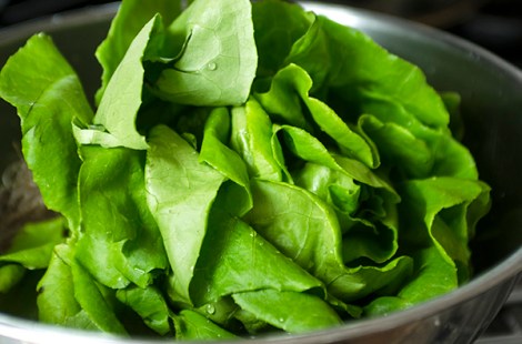 Bibb Lettuce