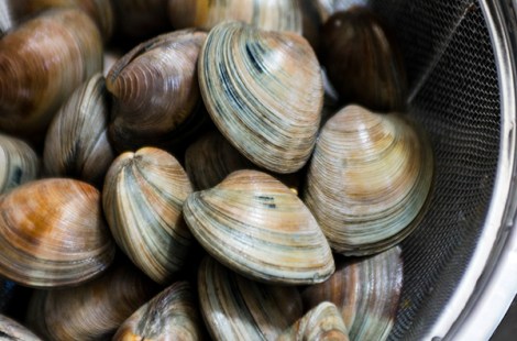 Pasta with fresh tomato sauce, basil and clams
