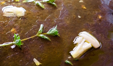 Pasta with fresh tomato sauce and clams