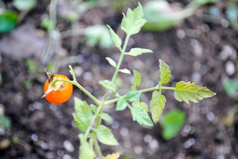 A NEW tomato plant sprouting up in our garden, even this late in the season...