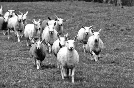 Sheep Thornton Farm-2003