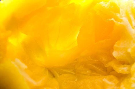 Meyer Lemon Meringue Pie