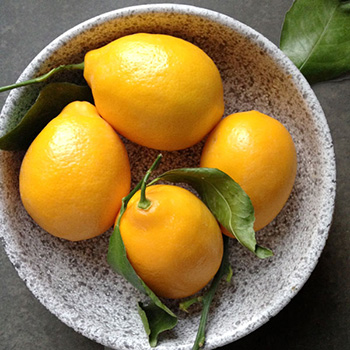 Meyer Lemon Meringue Pie