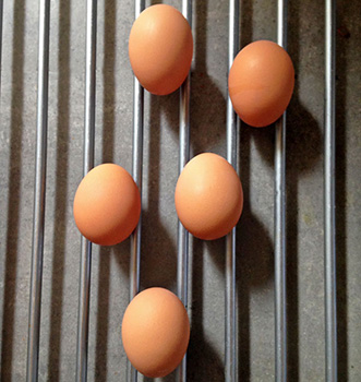 Meyer Lemon Meringue Pie