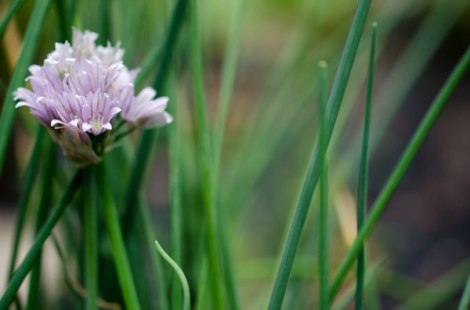 Grilled Salmon Grain Bowl