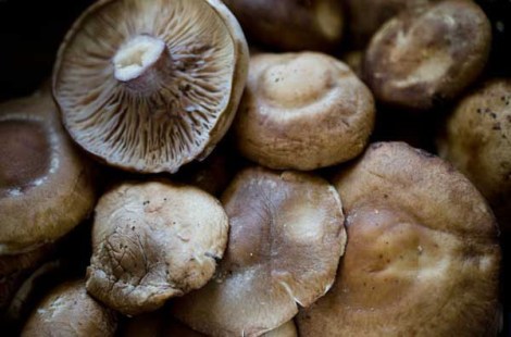 Wild Mushrooms with Polenta