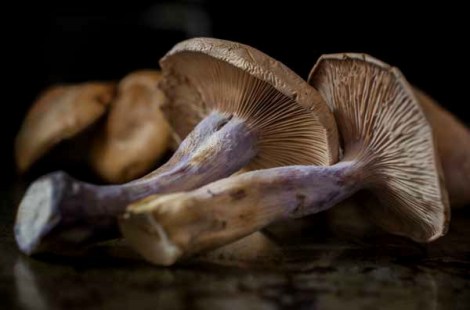 Wild Mushrooms with Polenta